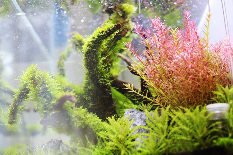 Погостемон хелфери красный - Pogostemon helferi Red