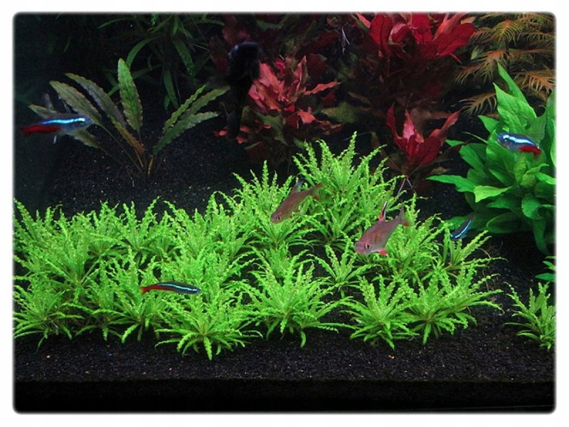 Погостемон Хелфера (Pogostemon helferi)