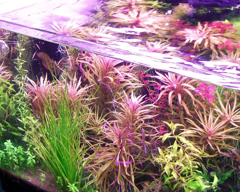 Погостемон стеллатус Pogostemon stellatus