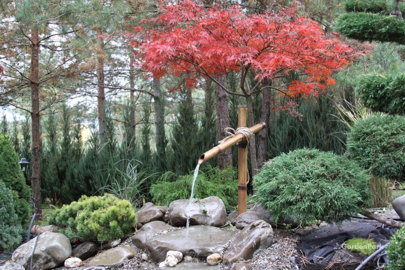 Euonymus japonica Bravo