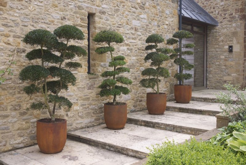 Pinus parviflora 'Bonsai'