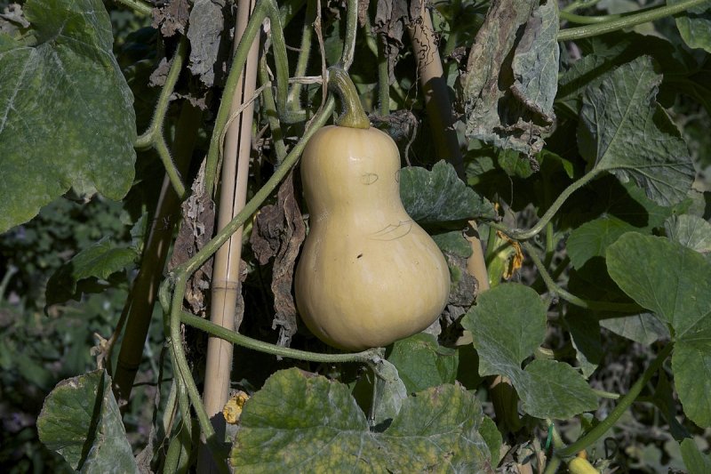 Сорт тыквы Butternut