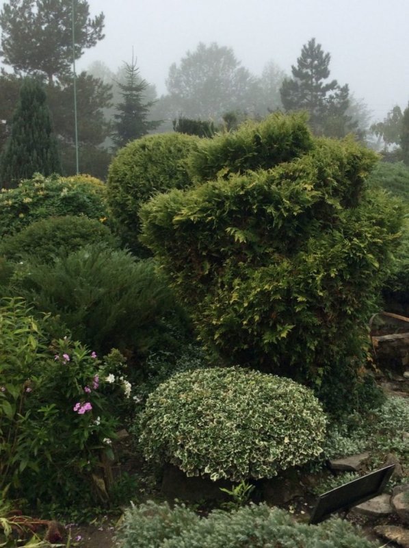 Euonymus Bonsai