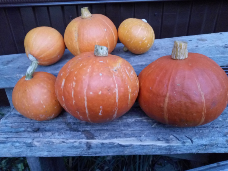 Тыква Cucurbita maxima