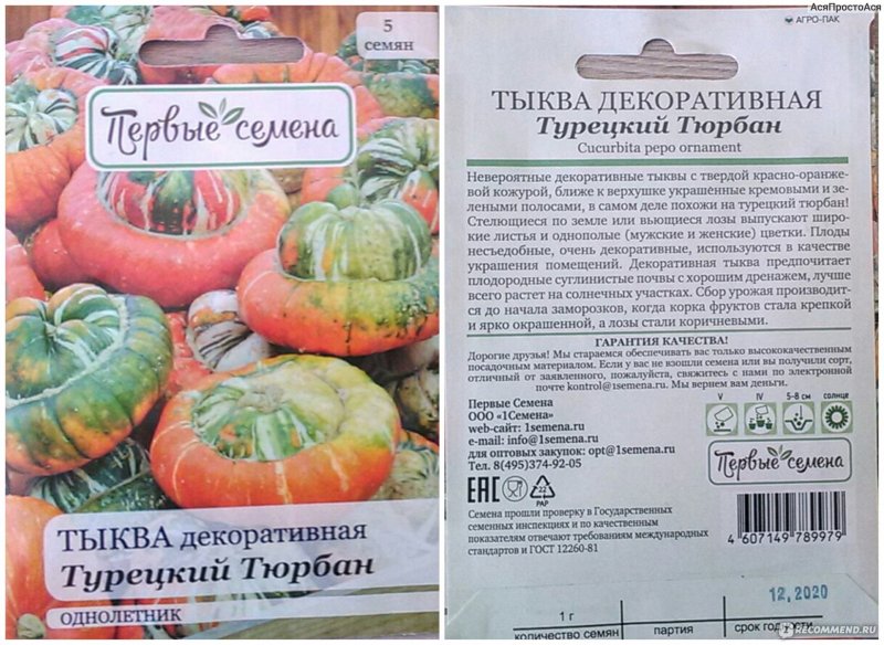 Тыква Зорька. Евро, 2