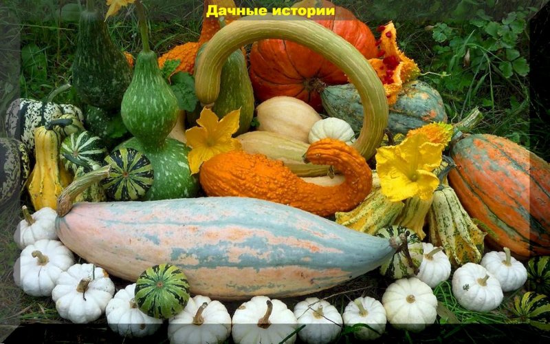 Тыква Ольга голосемянная