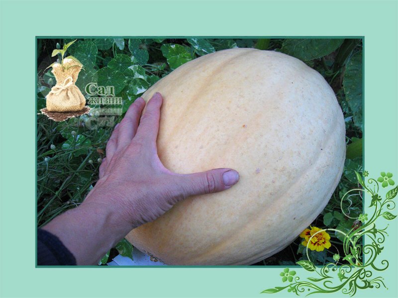 Дисковидная тыква