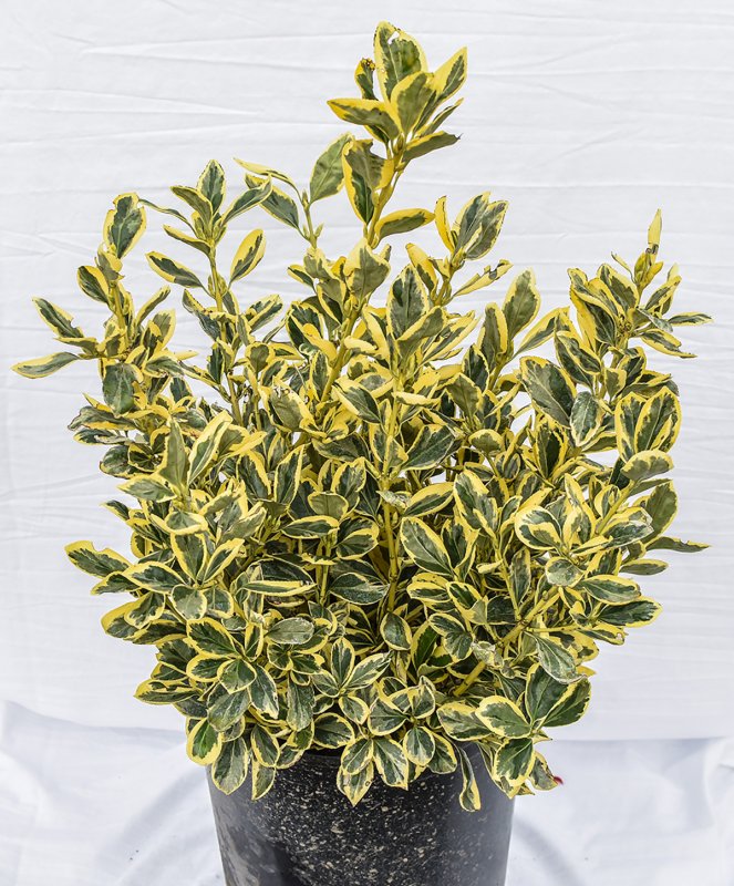 Euonymus japonicus 'Микрофиллус'