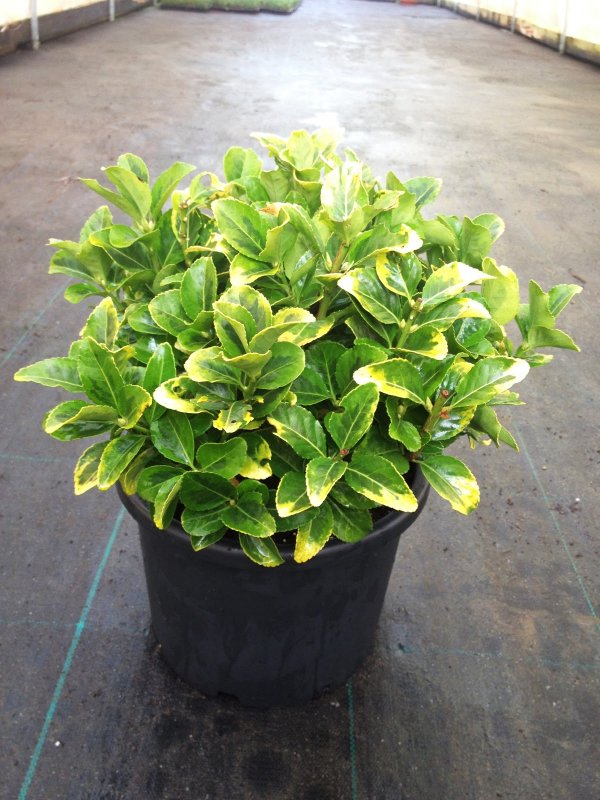 Euonymus japonicus 'microphyllus'