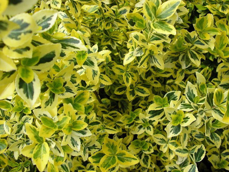 Euonymus japonicus