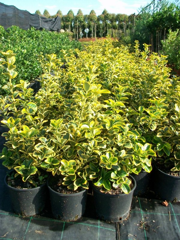Бересклет японский (Euonymus japonicus)