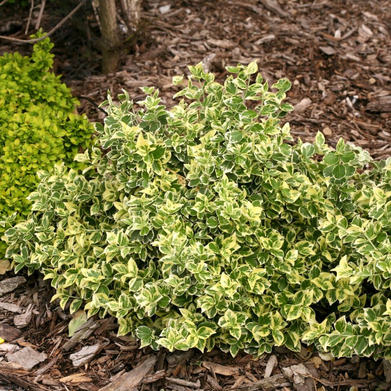 Euonymus japonicus
