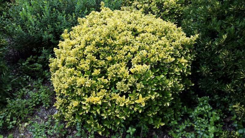 Бересклет японский (Euonymus japonicus)