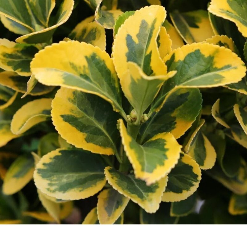 Euonymus_japonicus _grandifolius фото