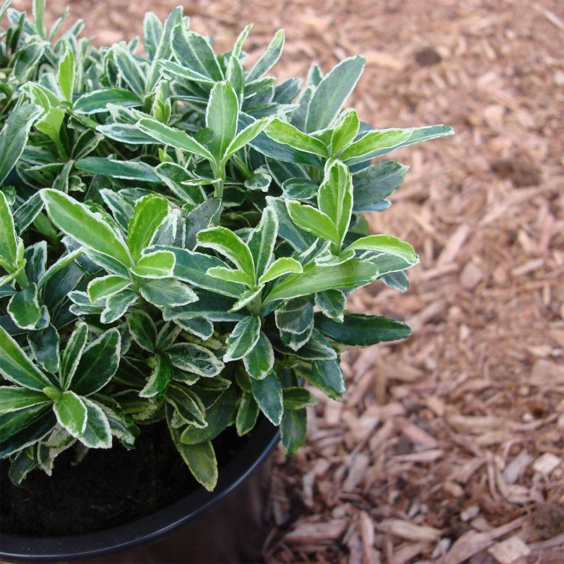 Euonymus japonica Aurea