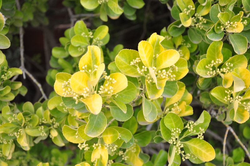 Euonymus japonicus