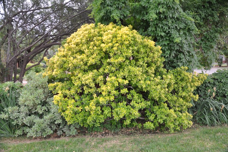 Бересклет японский (Euonymus japonicus)