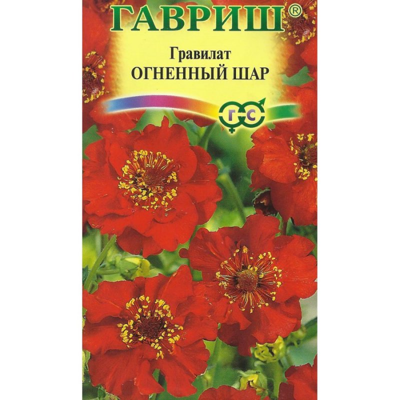 Цветы гравилат Аурелия