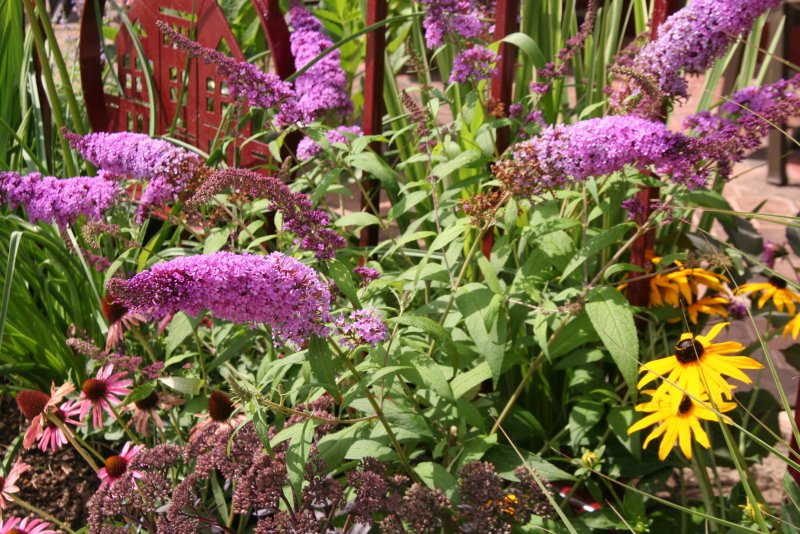 Буддлея Давида (Buddleja davidii Peacock