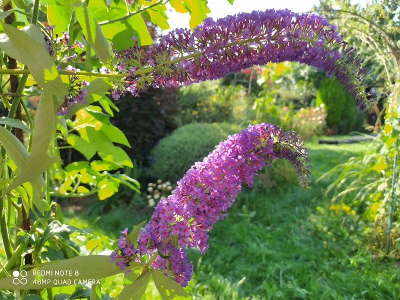 Buddleja davidii Black Knight