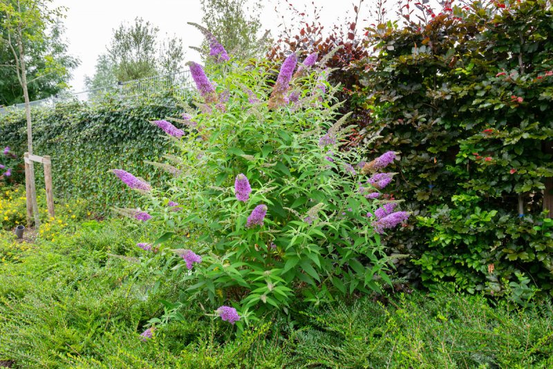 Буддлея Давида Buddleja davidii