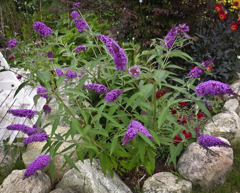 Буддлея Давида Buddleja davidii