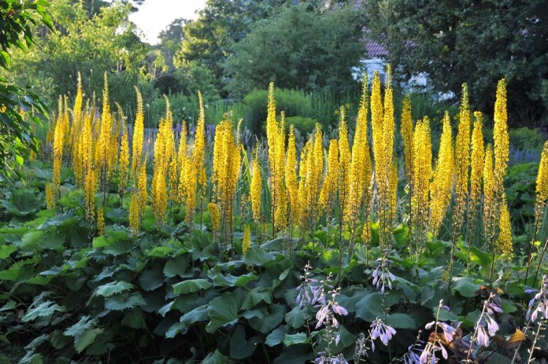 Бузульник Сибирский (Ligularia sibirica)