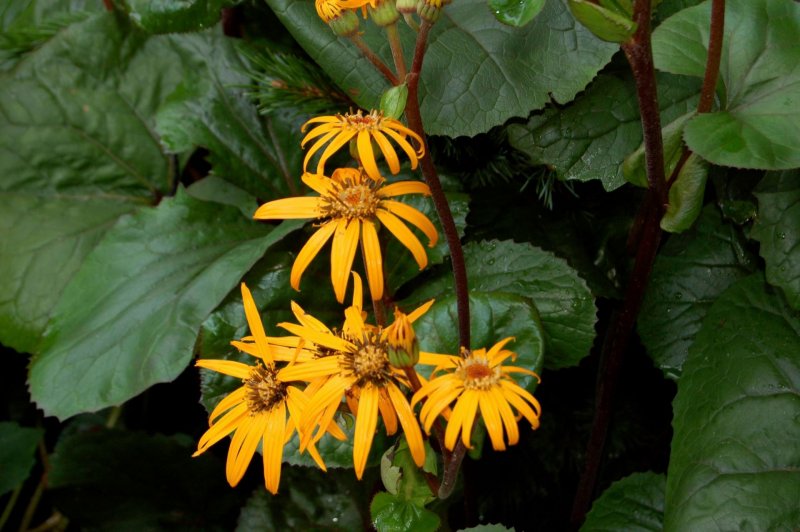 Бузульник Ligularia dentata Othello