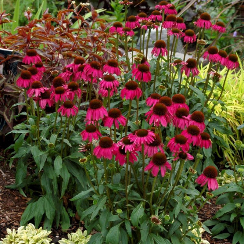 Эхинацея Echinacea prima Ginger