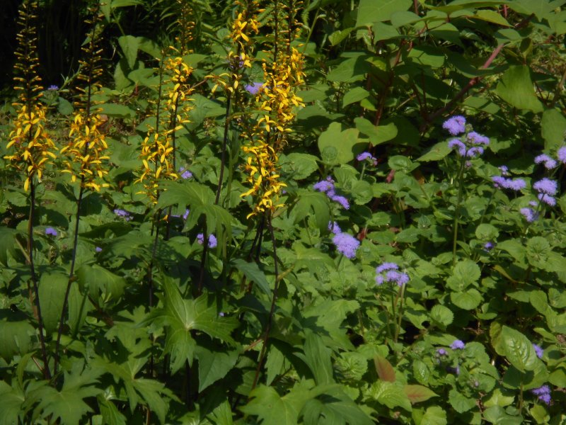 Бузульник Сибирский (Ligularia sibirica)