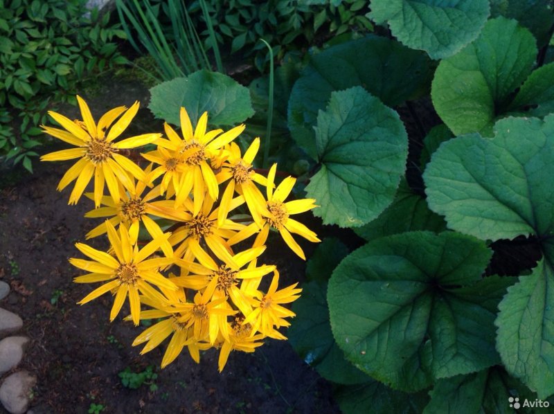Бузульник Пржевальского Ligularia przewalskii