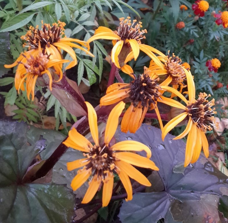 Бузульник Ligularia Britt Marie Crawford
