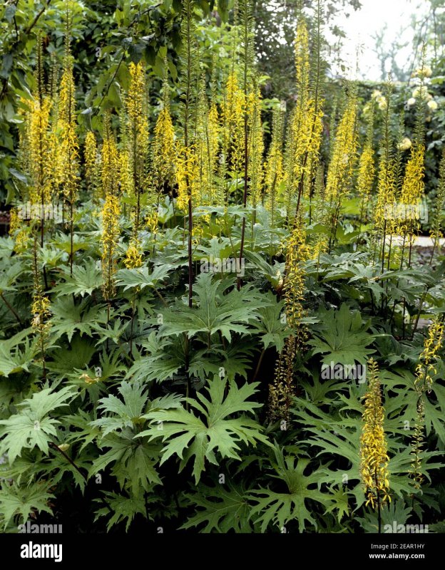 Ligularia ALATIPES