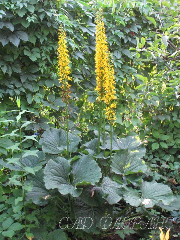 Бузульник Пржевальского Ligularia przewalskii