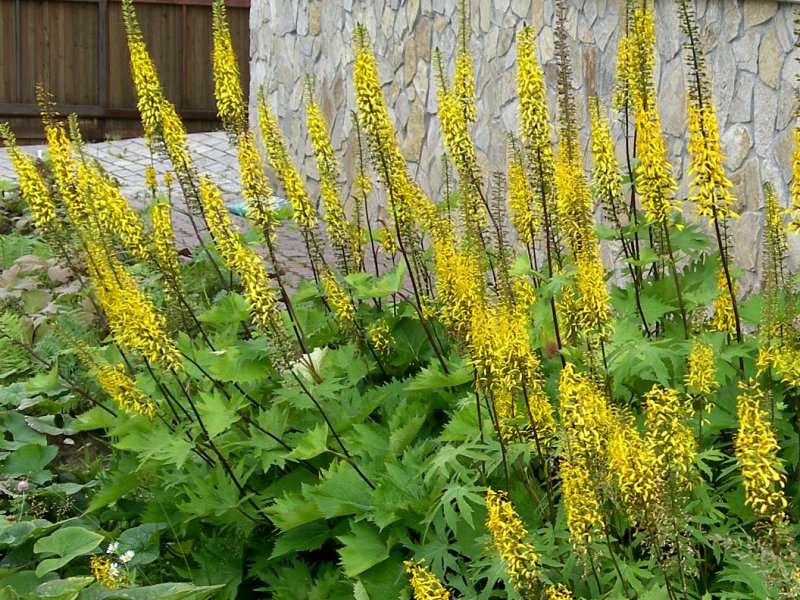 Бузульник Ligularia dentata Othello