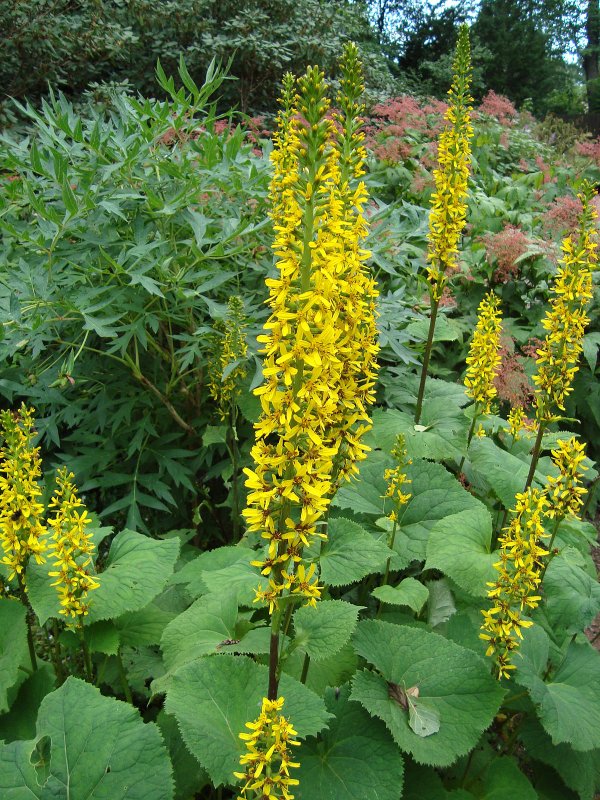 Ligularia ALATIPES