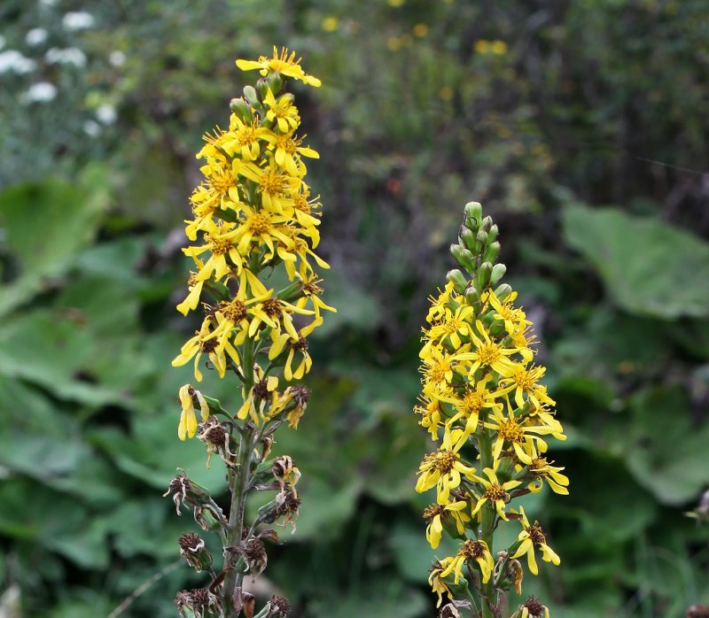 Бузульник Пржевальского Ligularia przewalskii