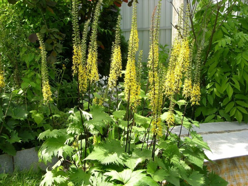 Бузульник Сибирский – Ligularia sibirica (l.) Cass.