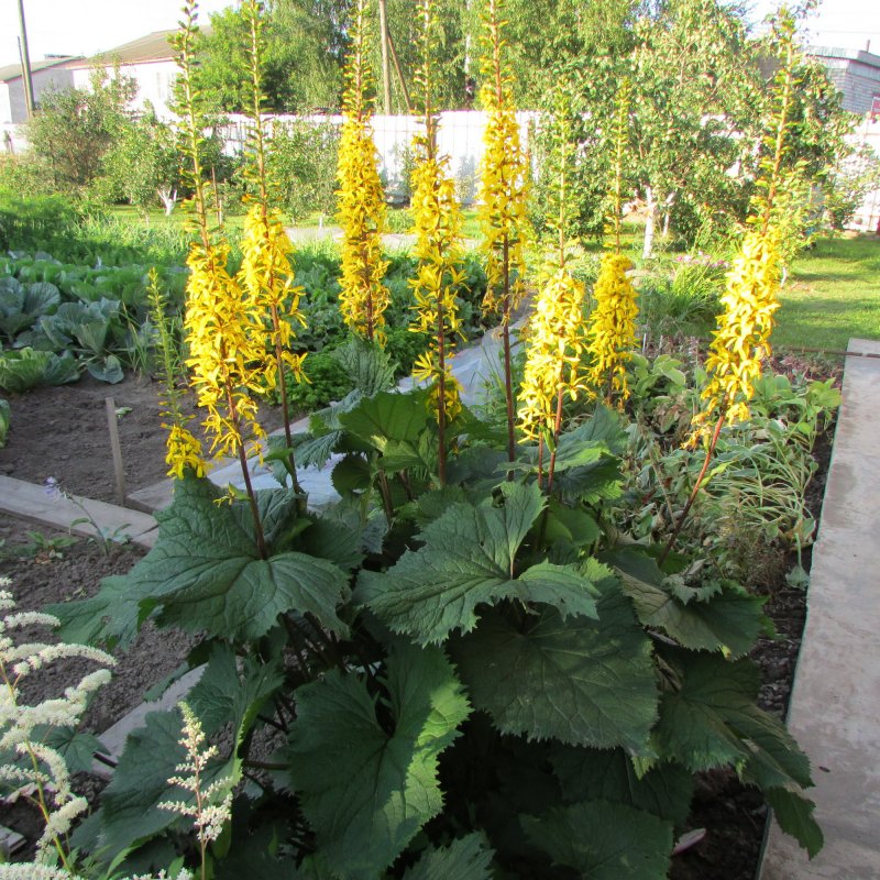 Бузульник тангутский Ligularia tangutica