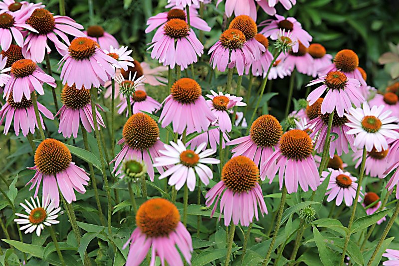 Echinacea purpurea Herb