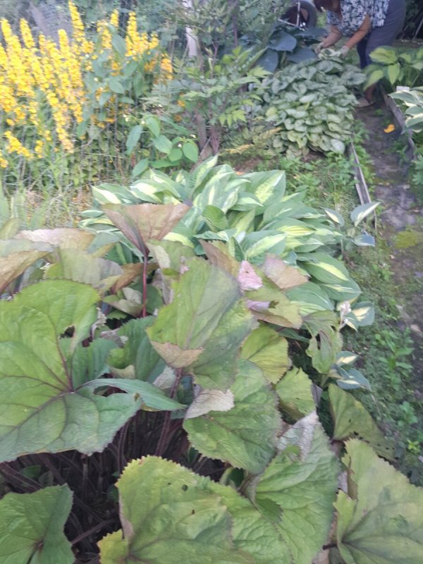 Бузульник Сибирский (Ligularia sibirica)