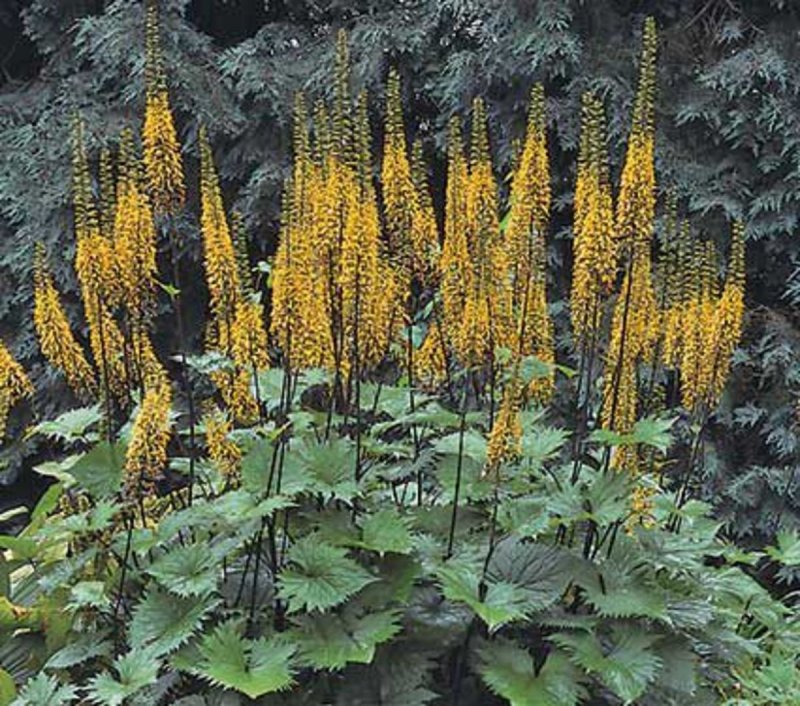Бузульник Пржевальского Ligularia przewalskii