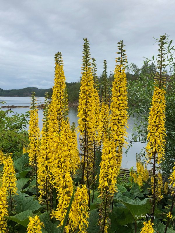 Бузульник Фишера Ligularia