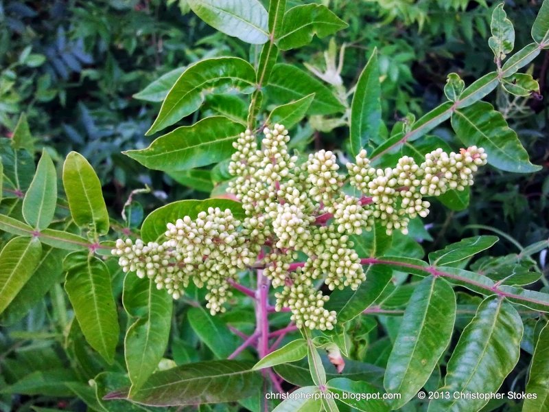 Восточный-Toxicodendron orientale