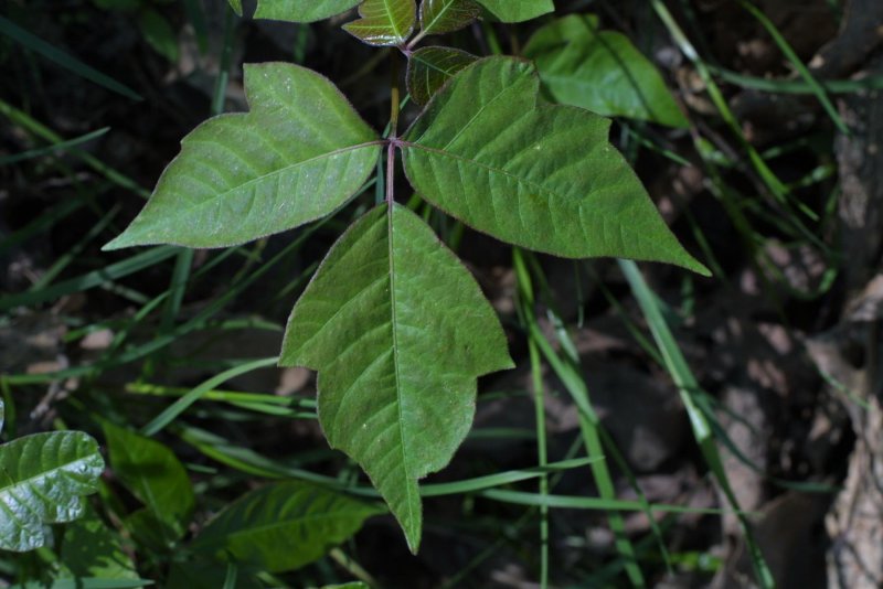 Poison Ivy Plant