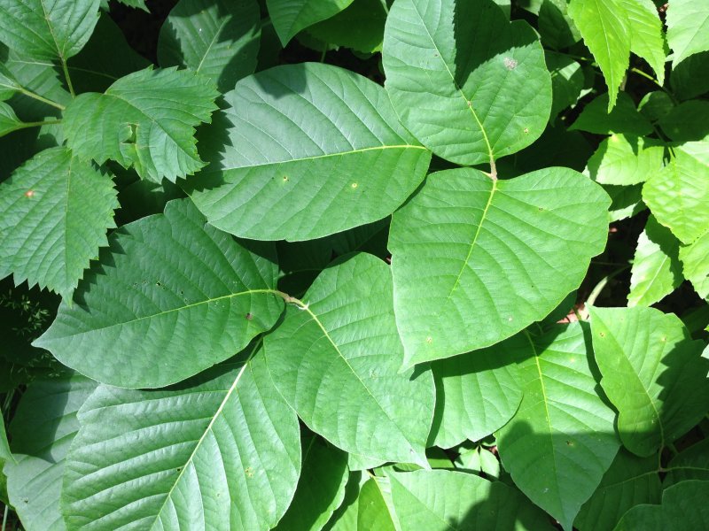 Toxicodendron radicans