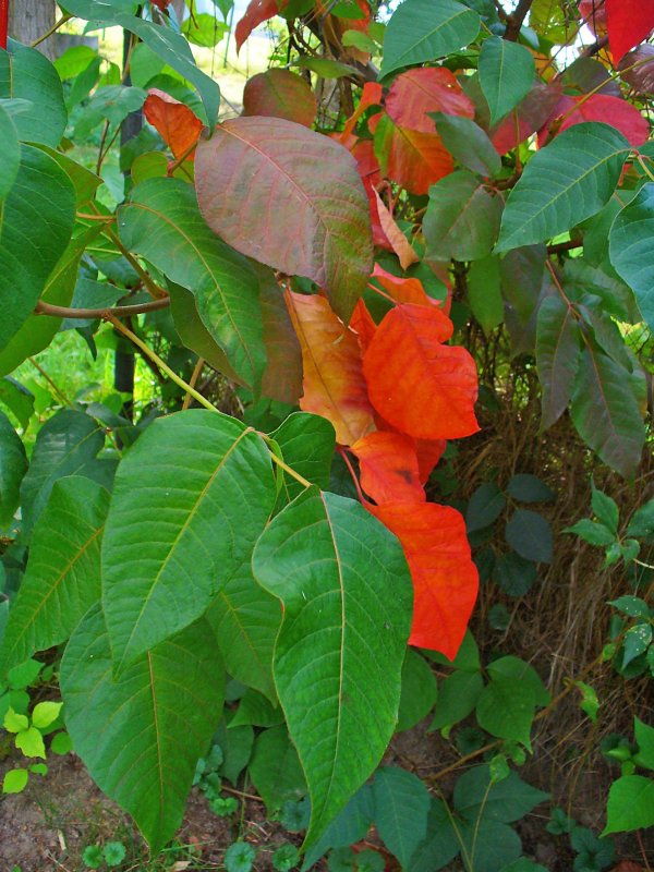 Toxicodendron radicans