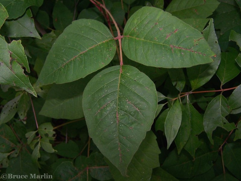 Rhus Toxicodendron