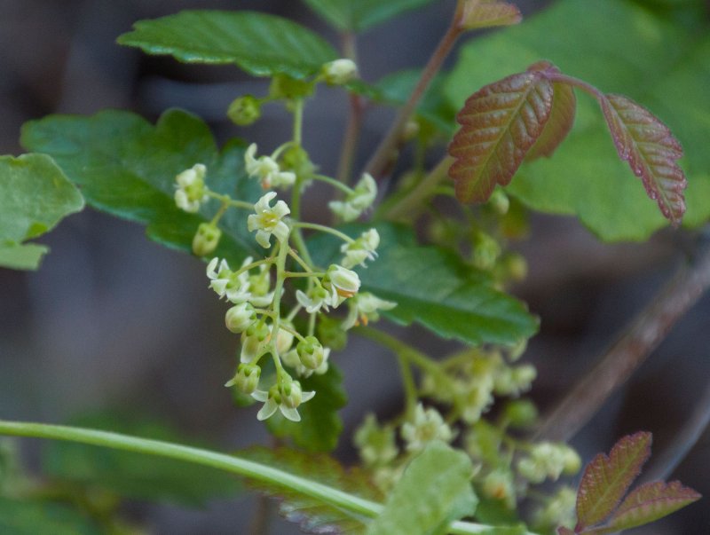 Toxicodendron radicans