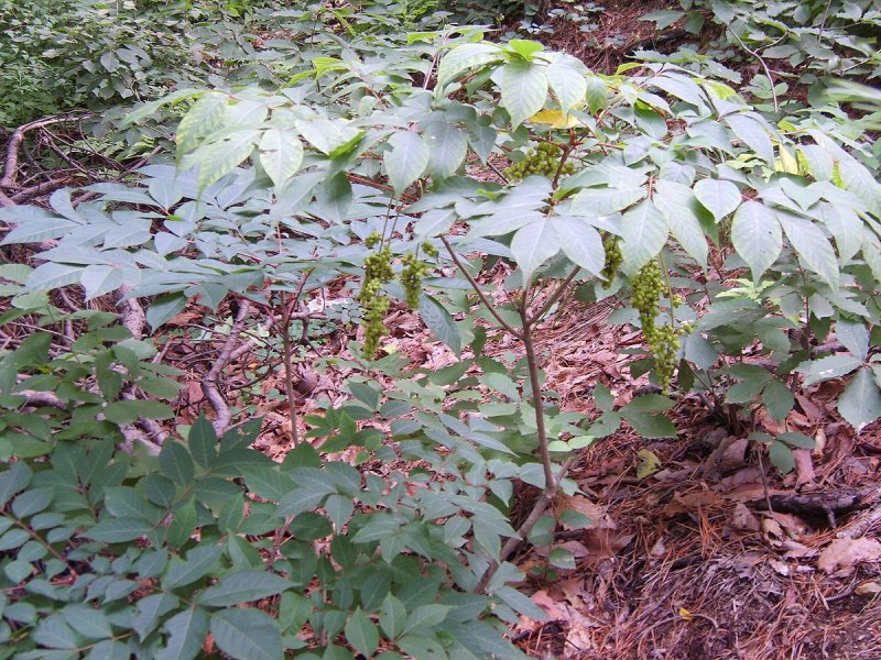 Toxicodendron radicans